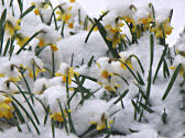 Daffodils have had it