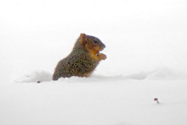 Squirrel doesn't mind snow.