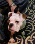 Dog must wait in the lobby while owners take turn watching silent films