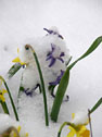 Purple flowers on the skids